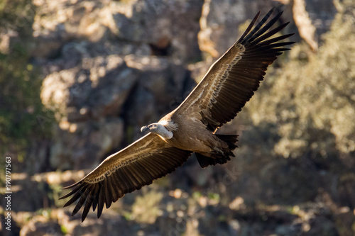 Griffon vulture Gyps fulvus in Extremadura, Spain © Michael Schroeder