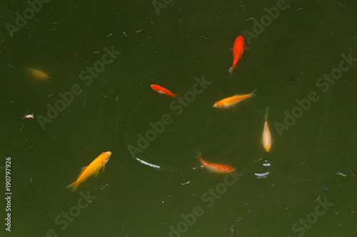 Red fish in the basin