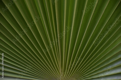 Palm Leaf Texture 