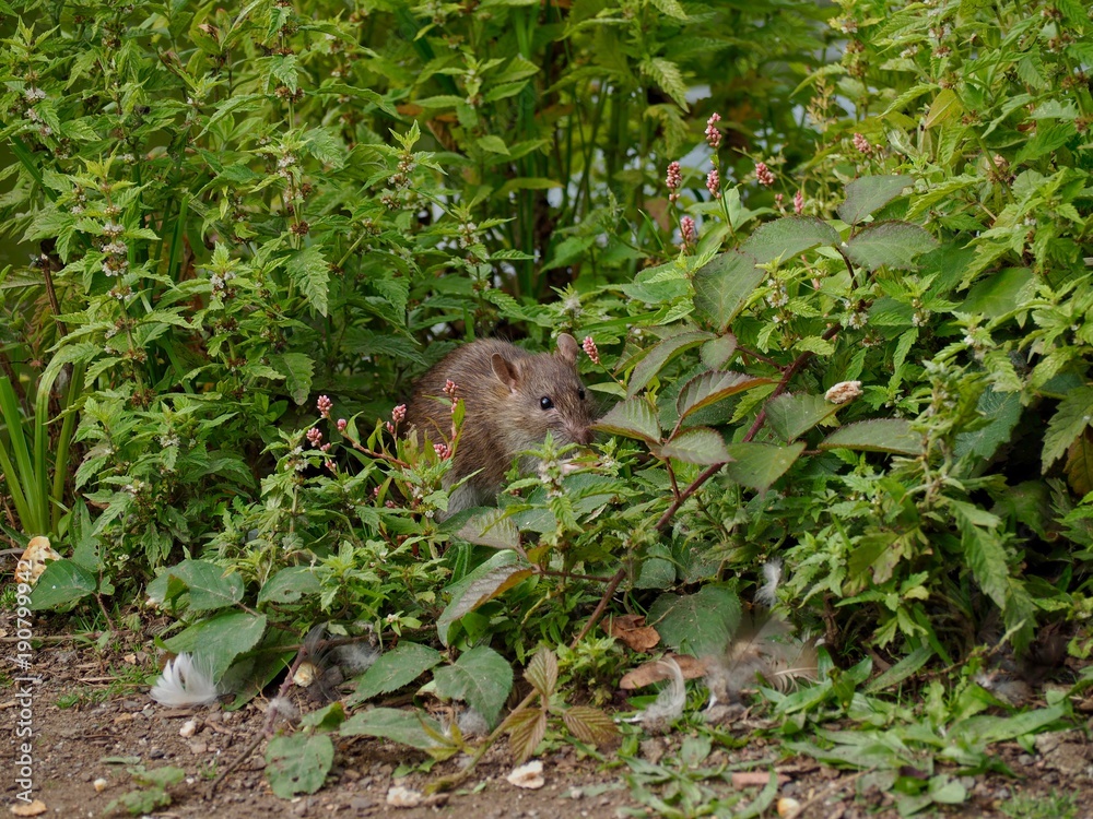 Rat Rat
