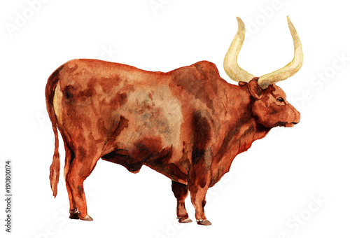 Watercolor image of ox