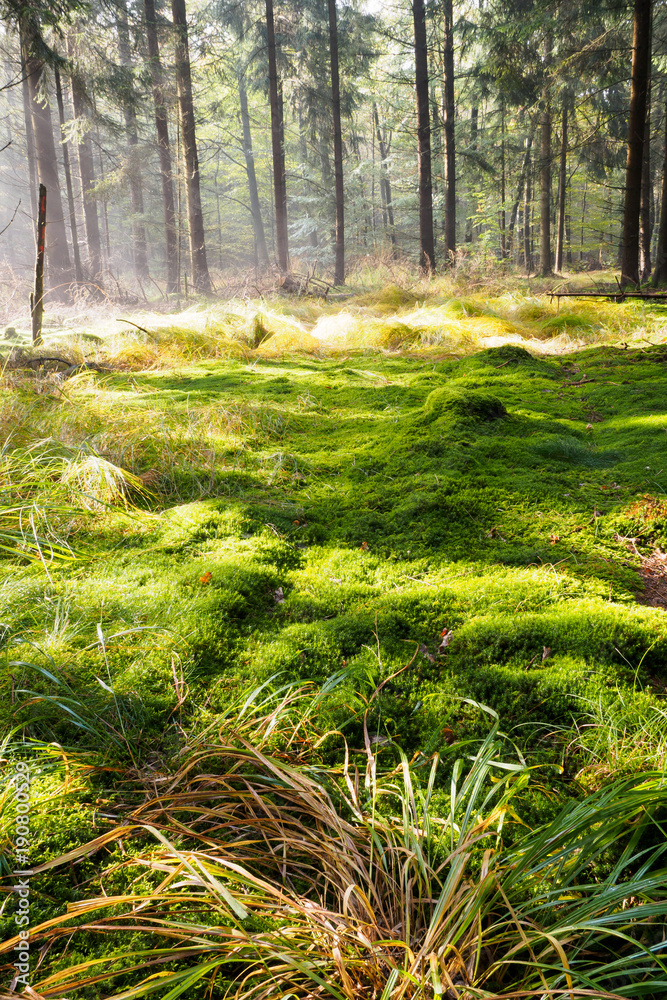 Fototapeta premium Im Herbstwald