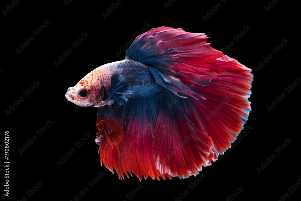 beautiful betta splendens isolated on black background beautiful betta splendens isolated on black background