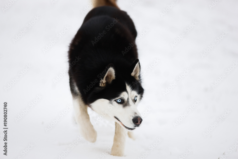 Black-and-white blue-eyed husky stands in the snow and looks. Portrait of a dog on a natural background. The dog hunts. Black-and-white blue-eyed husky stands in the snow and looks. Portrait of a dog on a natural background. The dog hunts.