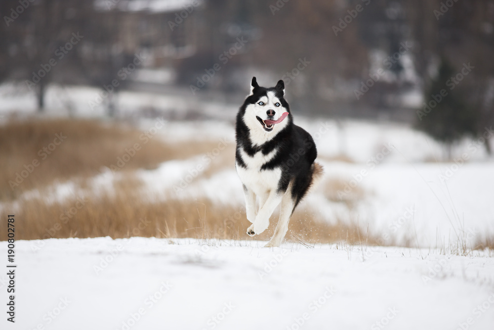 very yappy blue-eyed Siberian husky runs through the snow. Merry muzzle. Cheerful face. very yappy blue-eyed Siberian husky runs through the snow. Merry muzzle. Cheerful face.