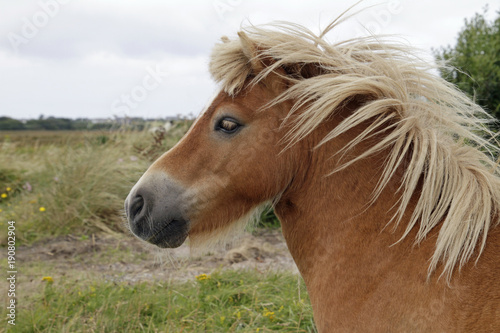 Majestic pony with beautiful mane