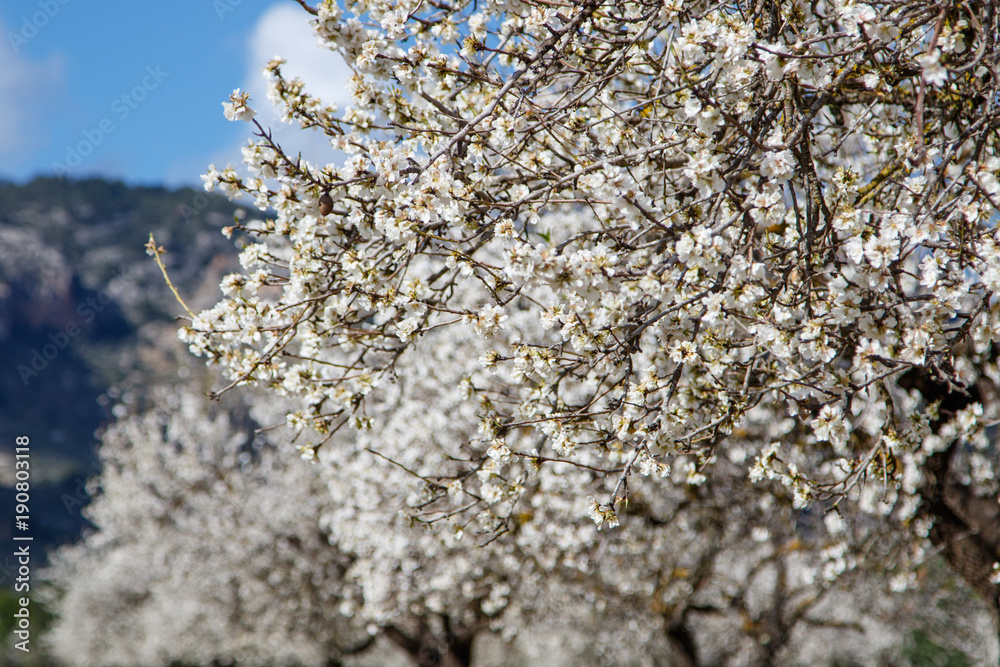 Floración 