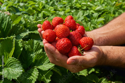 Farmer holding strawberries