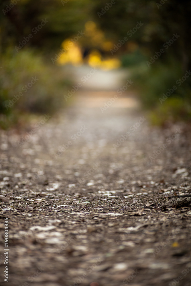 Background Image of Path in the Forest, using a Lens that Produces Very Shallow Depth of Field Background Image of Path in the Forest, using a Lens that Produces Very Shallow Depth of Field