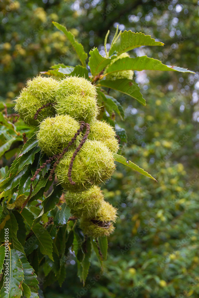 Castañas en el Árbol con Envoltura de Espinas Castañas en el Árbol con Envoltura de Espinas