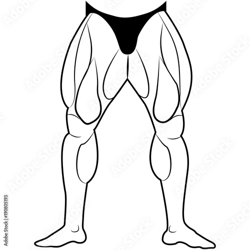 Vector image lower body man. The muscles of the legs. White background