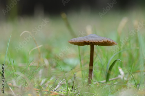 small brown mushroom in the field