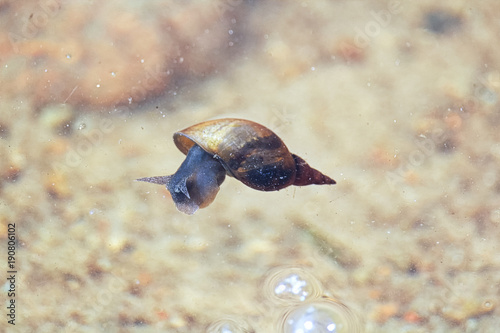 A snail floating on the surface of the water photo