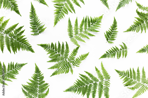 fern branches isolated on white background. flat lay, top view