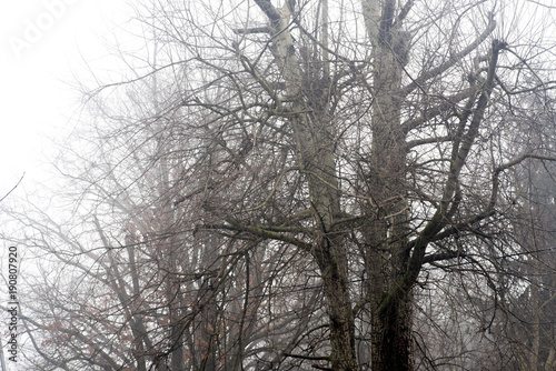 Wallpaper Mural barren tree branches against sky on foggy morning Torontodigital.ca