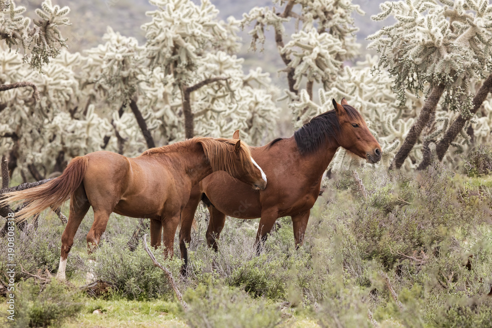 Fototapeta premium Wild Horses