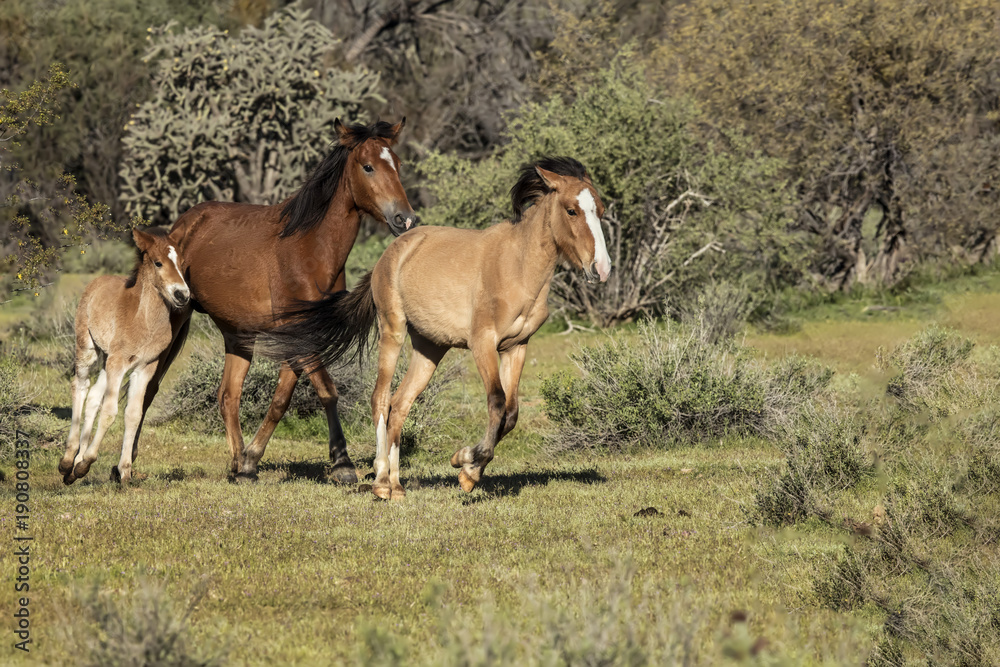 Obraz premium Wild Horses