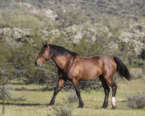 Wild Horses
