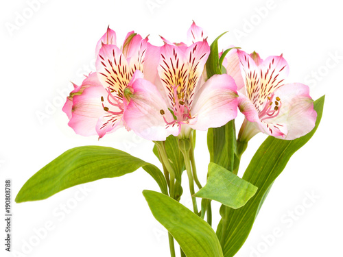 Fototapeta Naklejka Na Ścianę i Meble -  Alstroemeria pink flowers on white