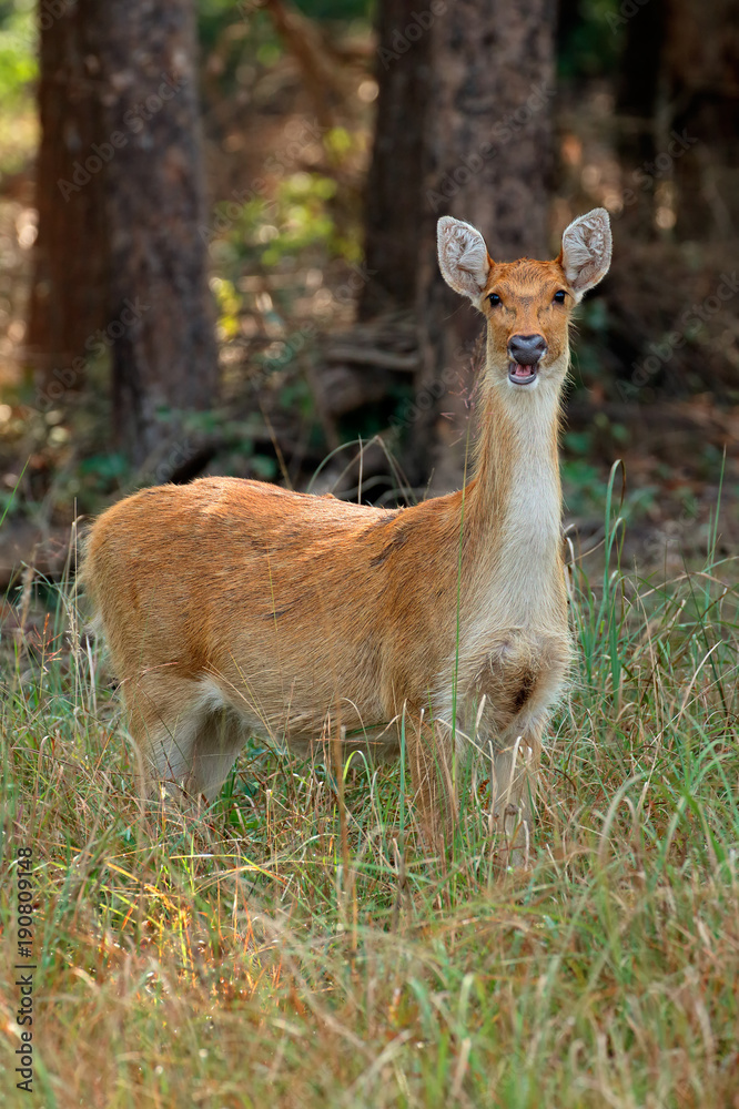 Female Barasingha or swamp deer (Rucervus duvaucelii), Kanha National Park, India.