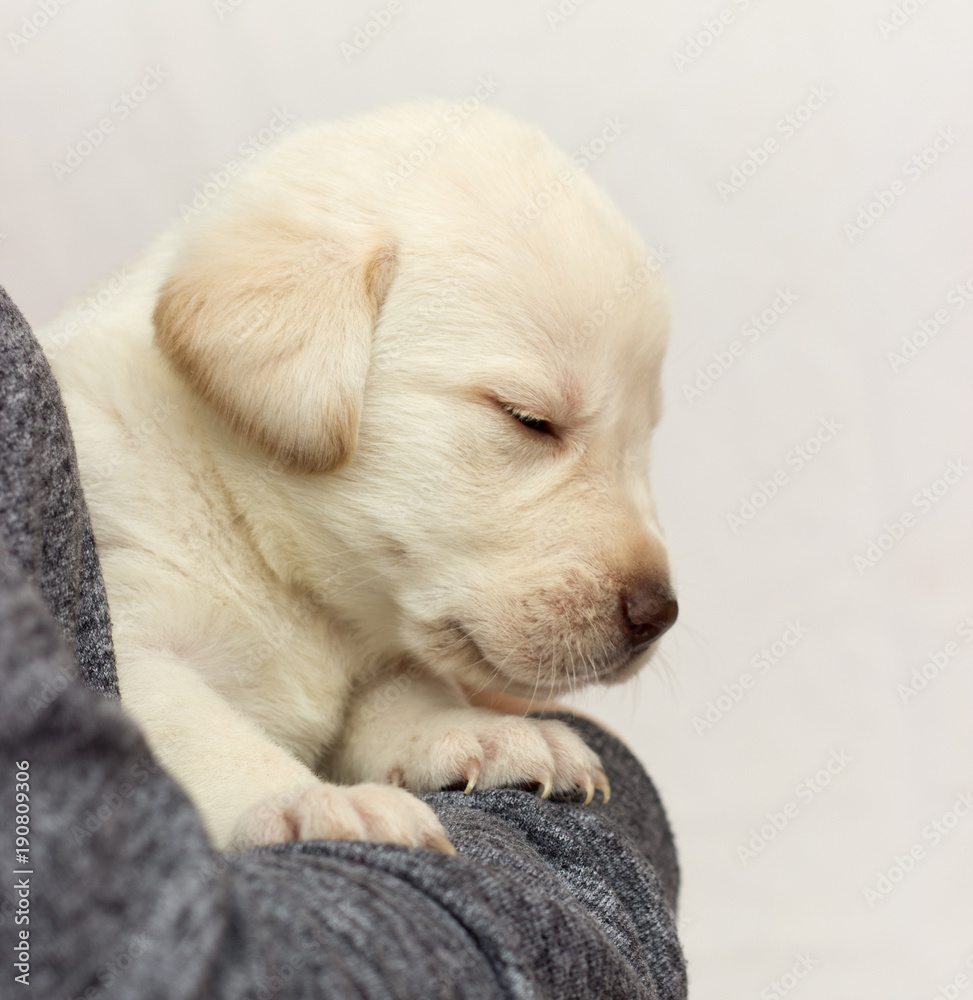 puppy of a labrador sleeping on his hands puppy of a labrador sleeping on his hands