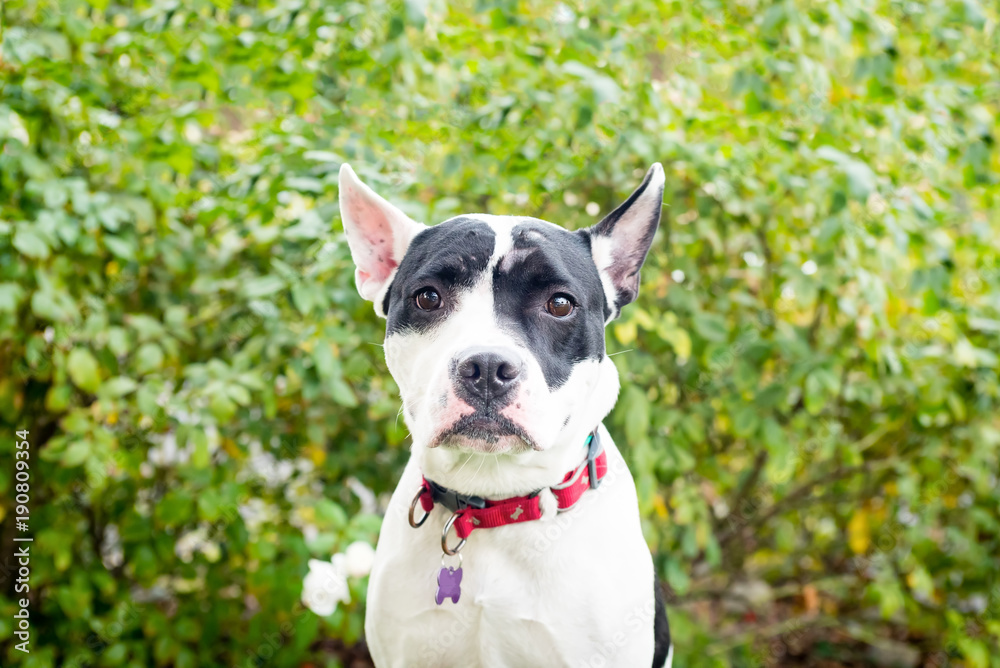 Portrait of a terrier mix outside with a blank expression.