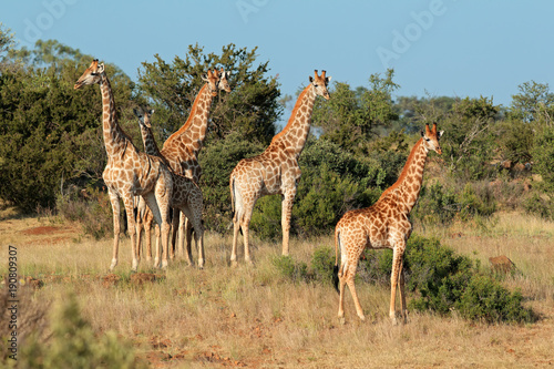 Small herd of giraffes (Giraffa camelopardalis) in natural habitat, South Africa.