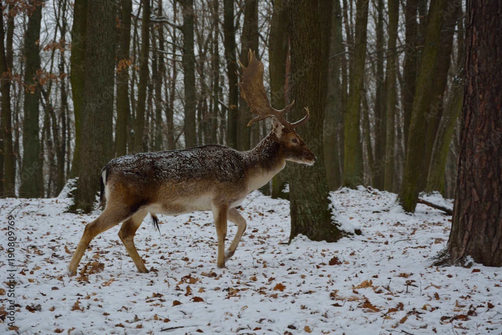 Fototapeta premium Fallow deer in winter