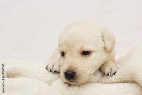 Fototapeta Naklejka Na Ścianę i Meble -  puppy on a fluffy blanket