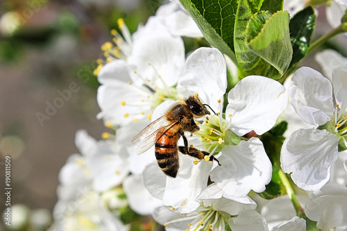 Closeup of a honey bee on a blossom © Amelia