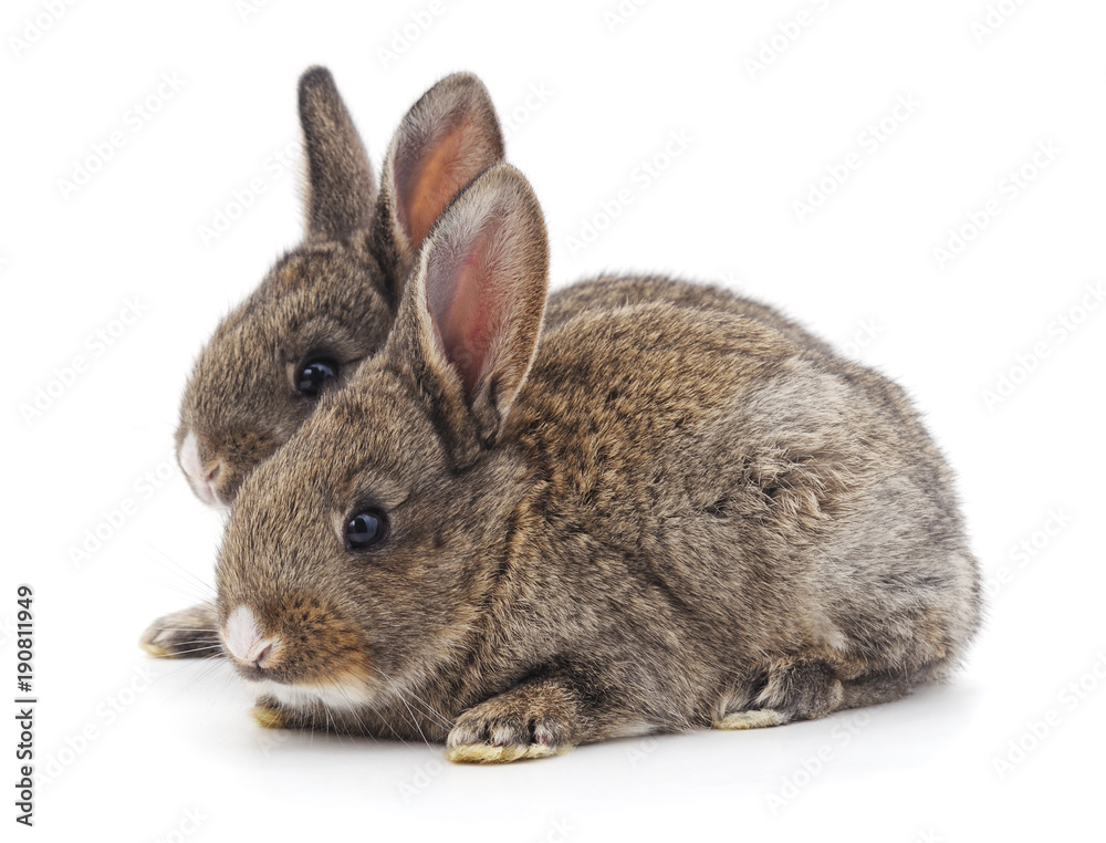 Obraz premium Two brown rabbits.