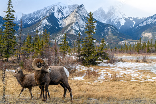 Bighorn sheep (Ovis canadensis), Jasper National Park, Alberta, Canada