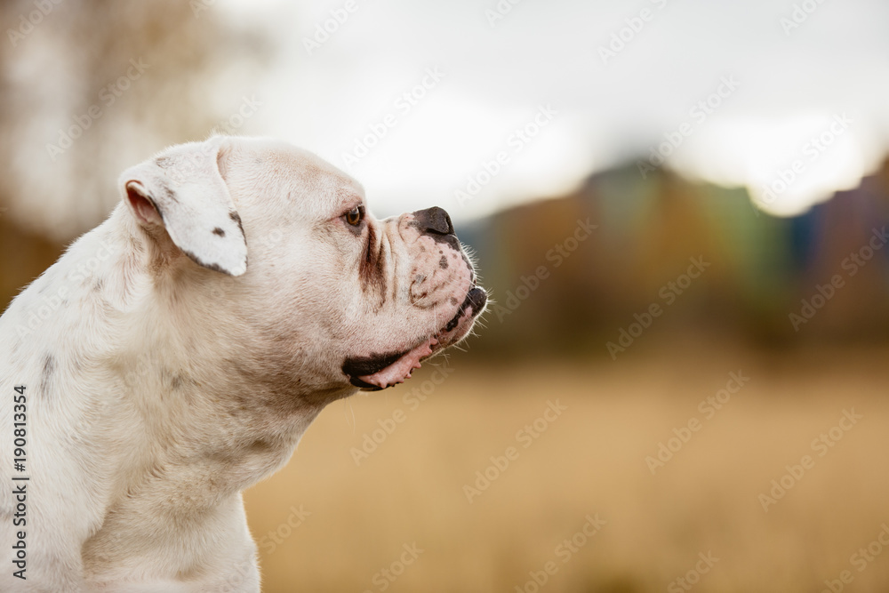 Obraz premium Dog on lawn looking away