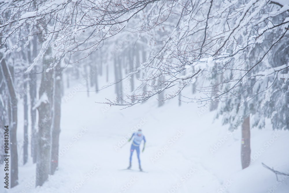 Nordic ski, magic winter white forest, edit space