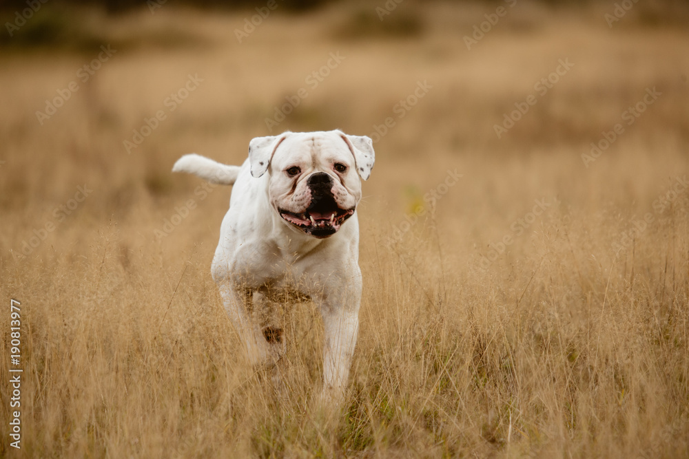 Big white dog on walk