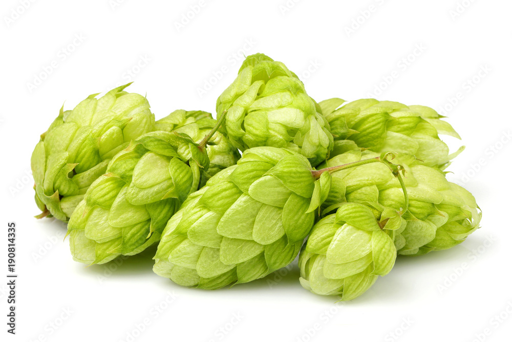 Hop cones isolated closeup.