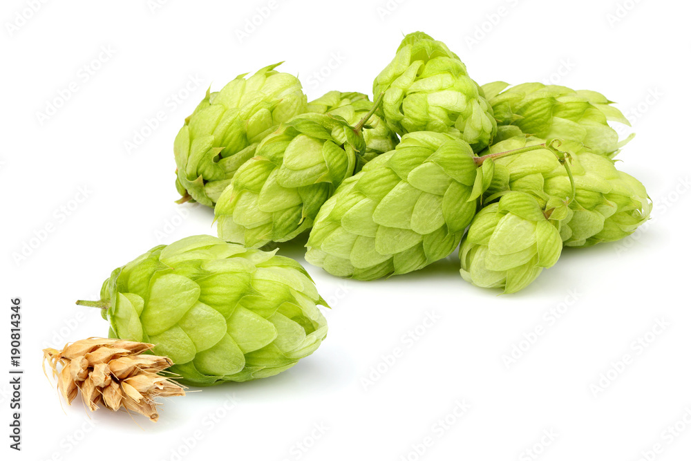 Fototapeta premium Fresh green hop plants isolated.