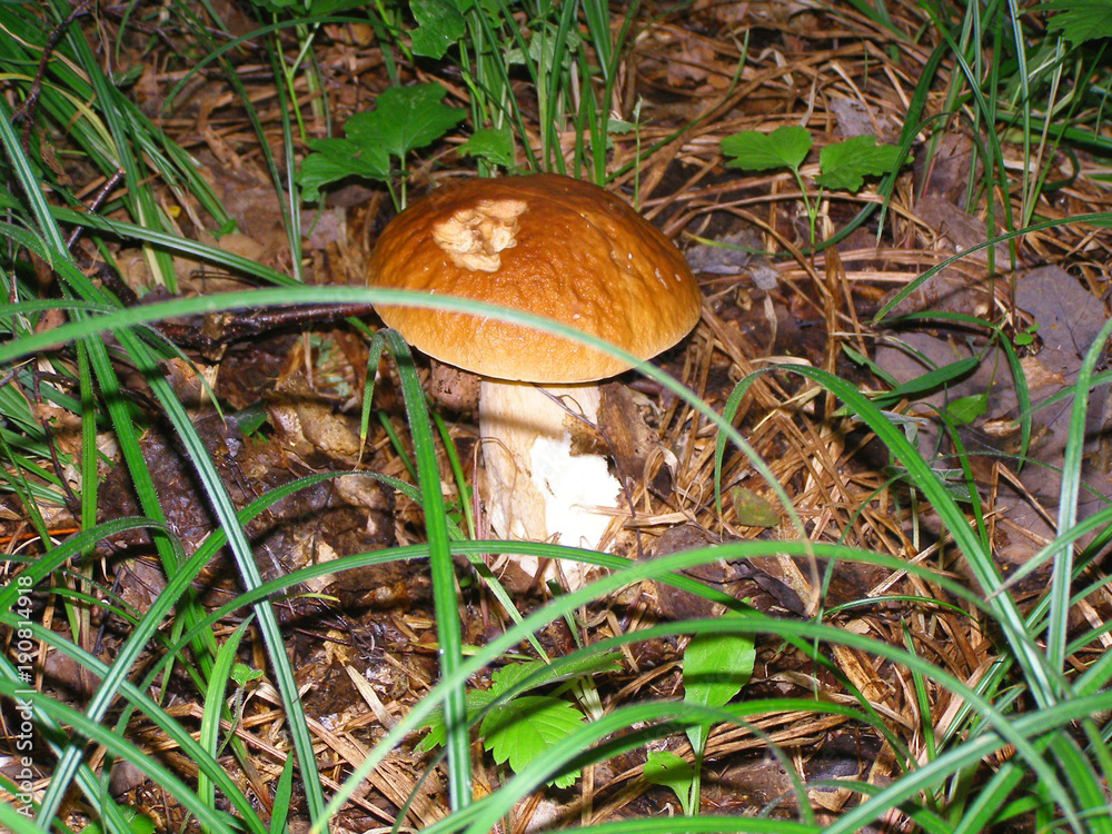 Birch mushroom Birch mushroom