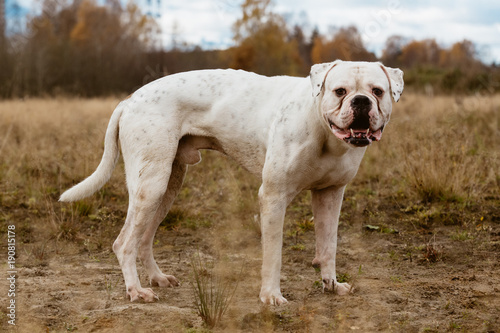 Big white dog on walk