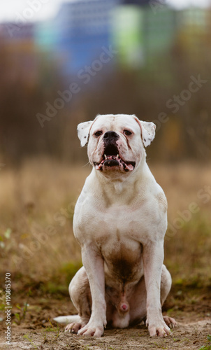Big white dog on walk © Alexandr