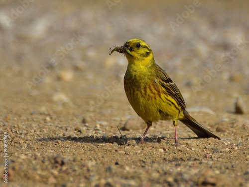 The yellowhammer (Emberiza citrinella) carrying food to its chicks © Hubert Schwarz