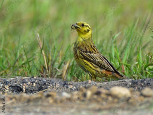 The yellowhammer (Emberiza citrinella) carrying food to its chicks