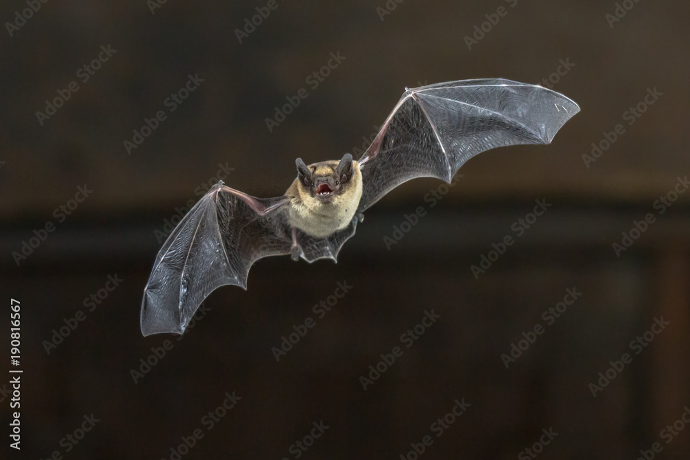 Flying Pipistrelle bat on wooden ceiling - obrazy, fototapety, plakaty 