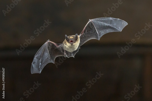 Foto Flying Pipistrelle bat on wooden ceiling