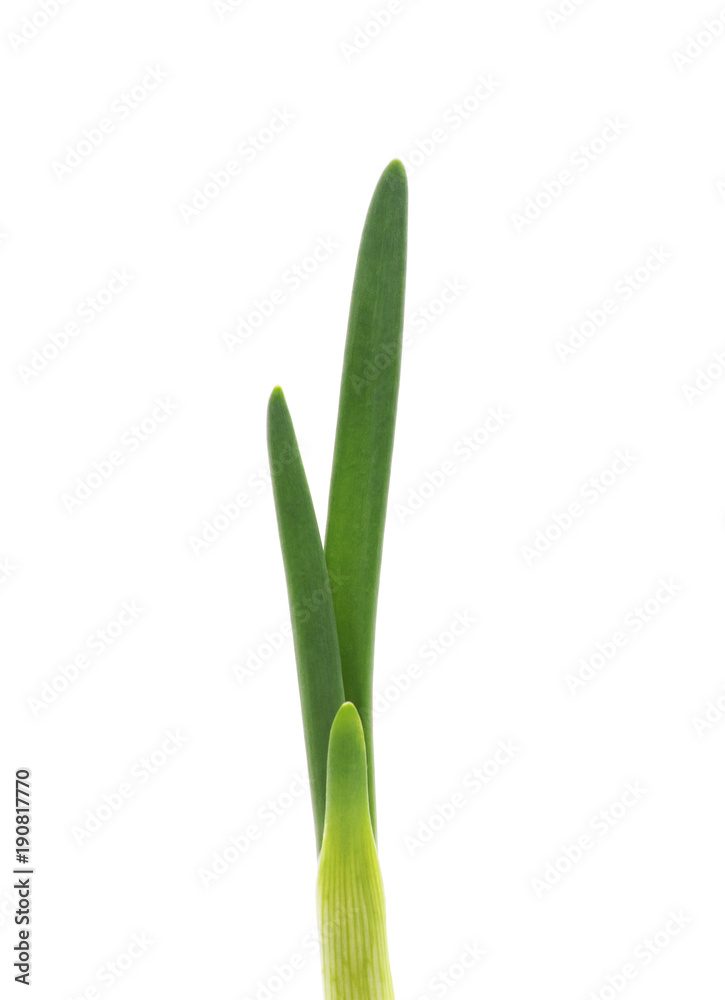 Germinated green onion. Germinated green onion.