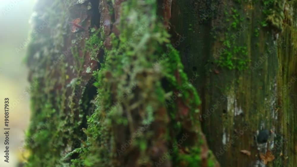 It looks like a sharp rock with green jungle. Microcosm on the rotten stump in damp forest. Unusual angle. It looks like a sharp rock with green jungle. Microcosm on the rotten stump in damp forest. Unusual angle.