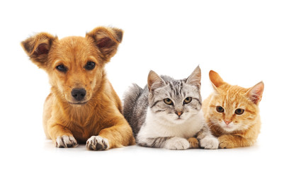 Puppy and kittens.