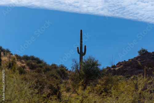 Classic Saguaro, Arizona, USA