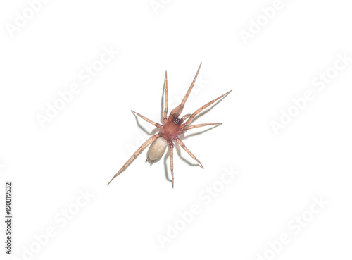 pająk argyroneta aquatica na białym tle