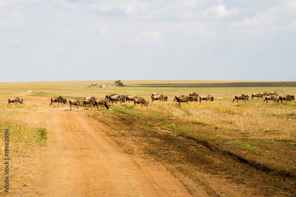 Obraz premium Field with zebras and blue wildebeest